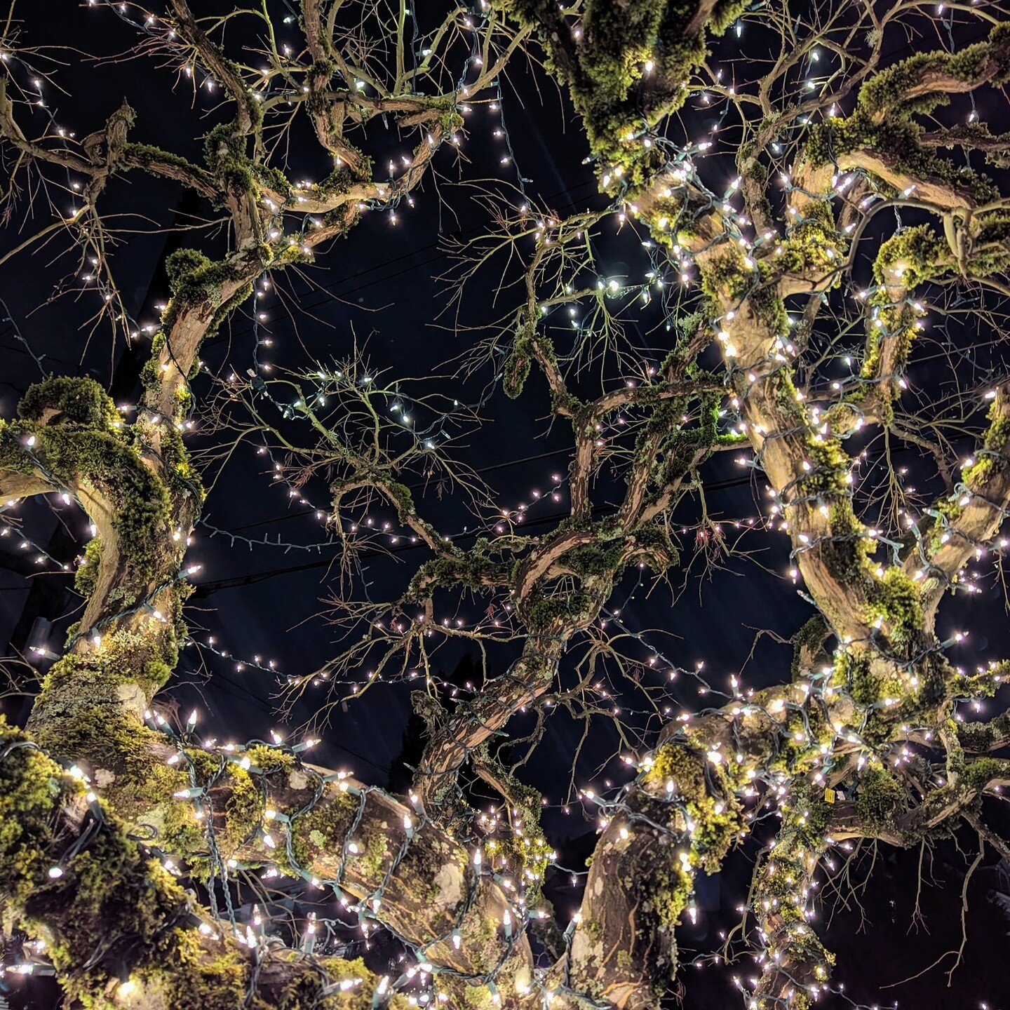 I climbed inside this tree in our neighborhood and took pictures. This kind of magic is imho directly correlated with happy new years... and beyond. So let's go 2024! ✨ 🌲 😄