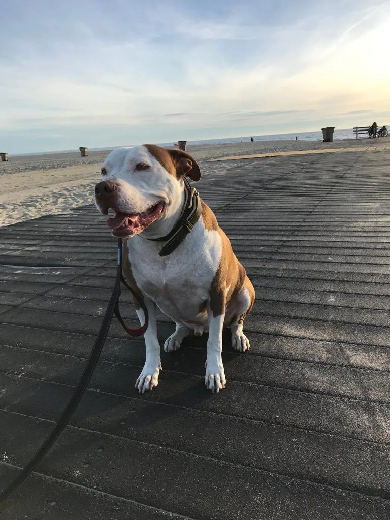 A Heart as Big as the Ocean