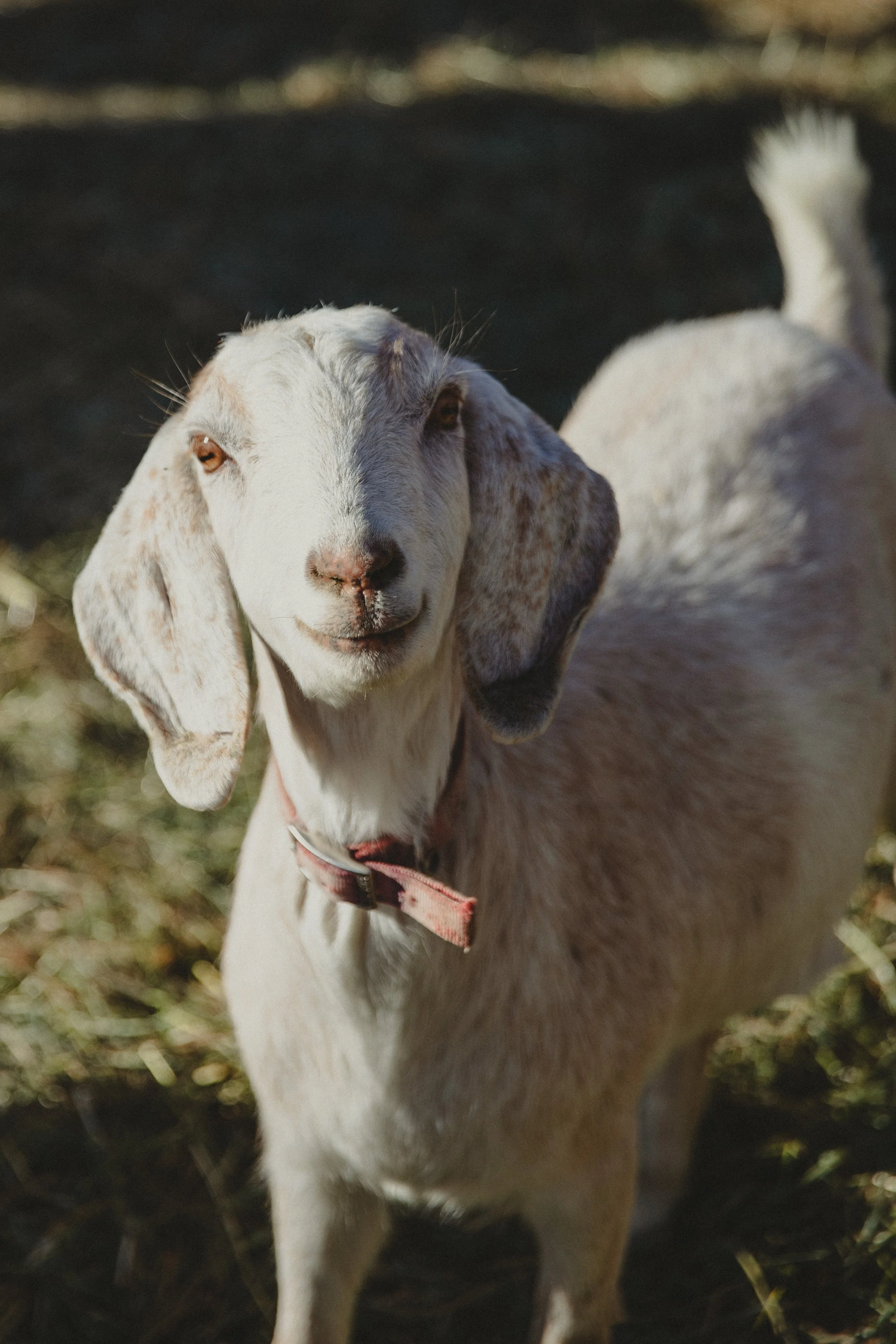 240122 - sunflower farm - big heart film - 4.jpg