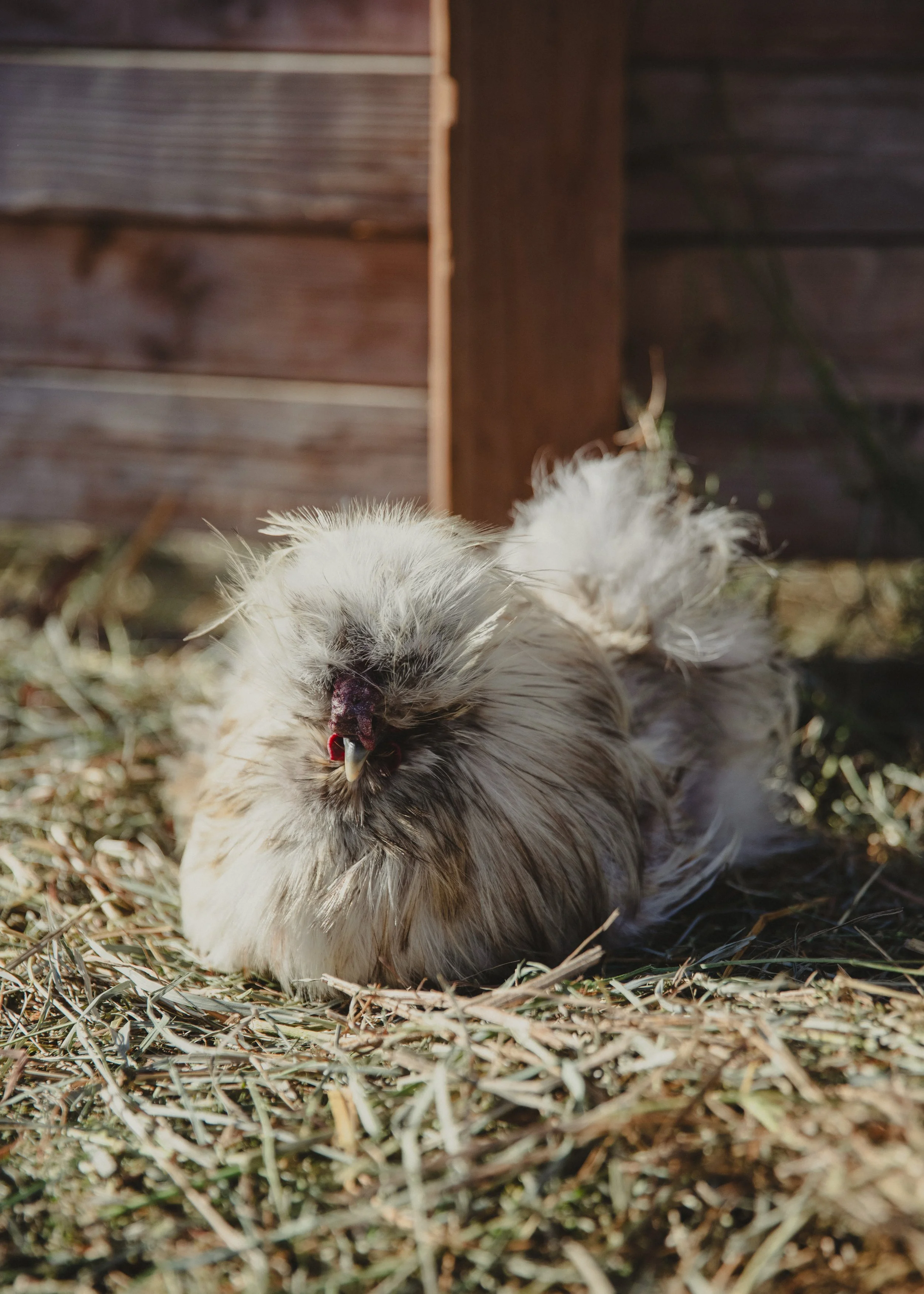 240122 - sunflower farm - big heart film - 2.jpg