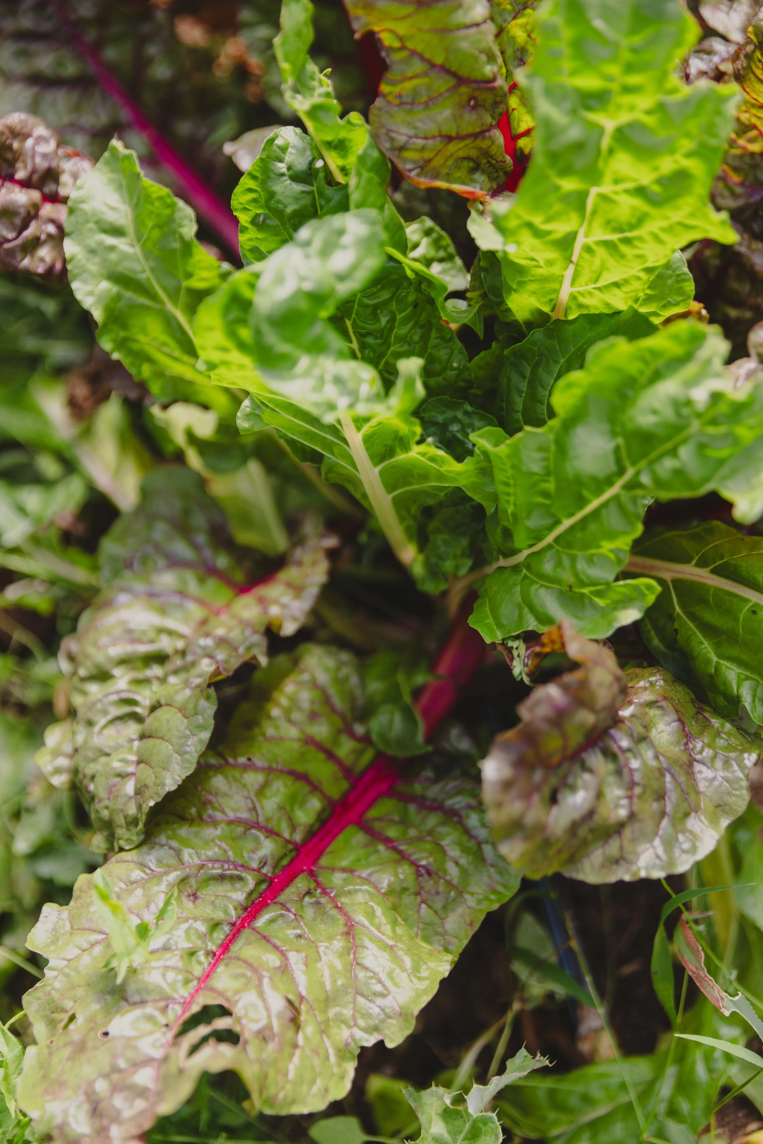 240828 - big heart film - sunflower farm csa - big heart film - 47.jpg