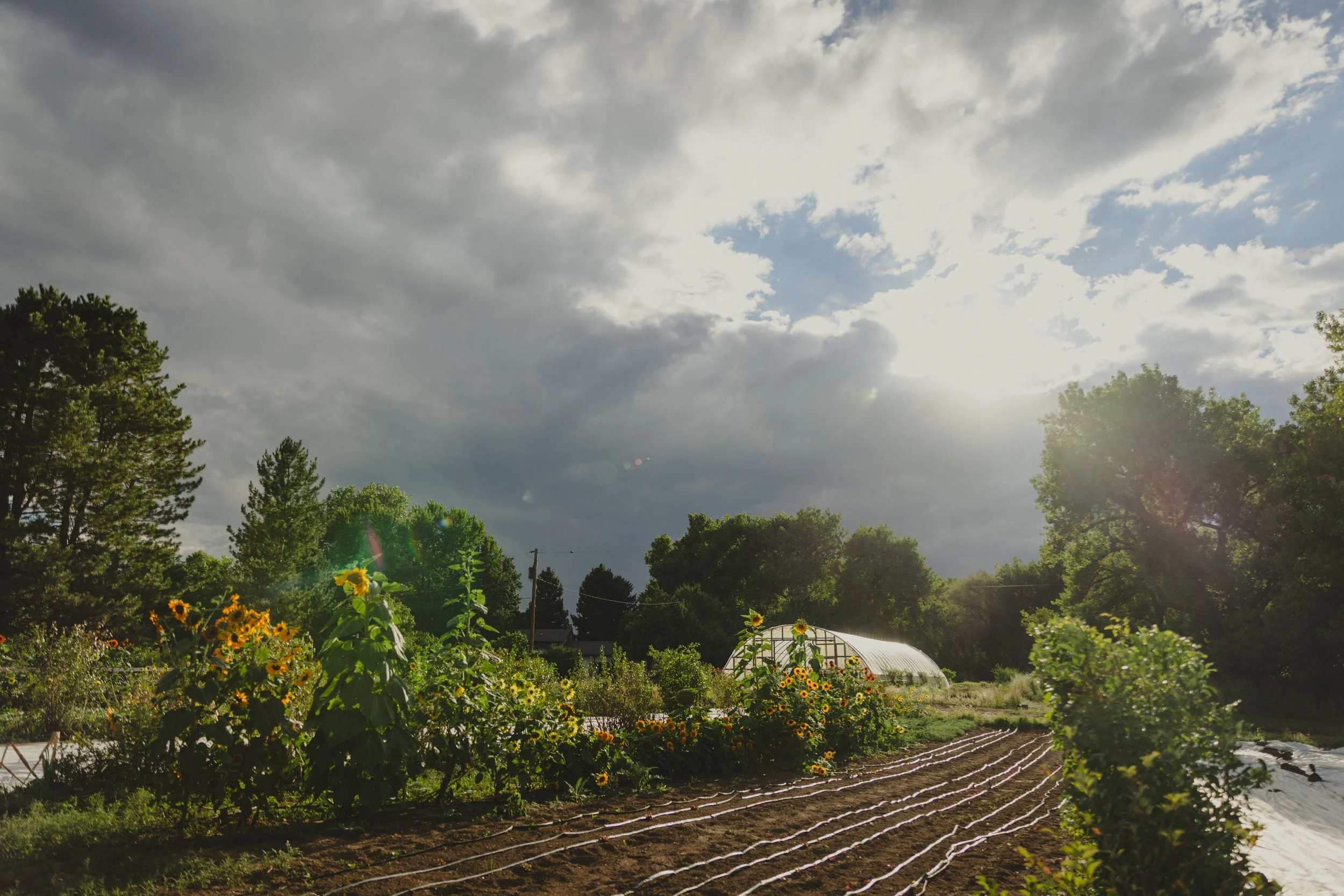 250827 - visit longmont - big heart film - 43.jpg