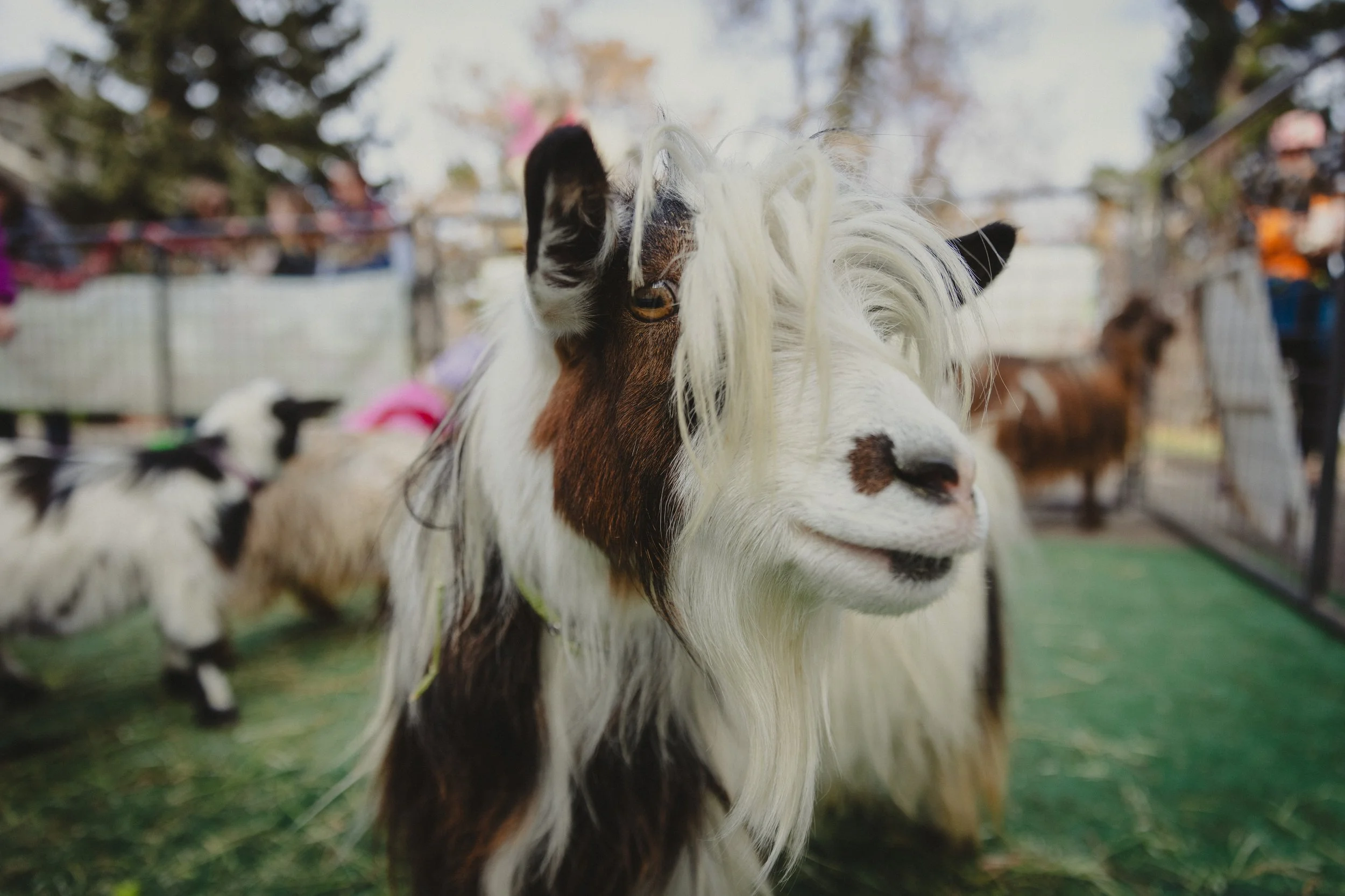 241207 - chautauqua winterfest - big heart film - 1.jpg