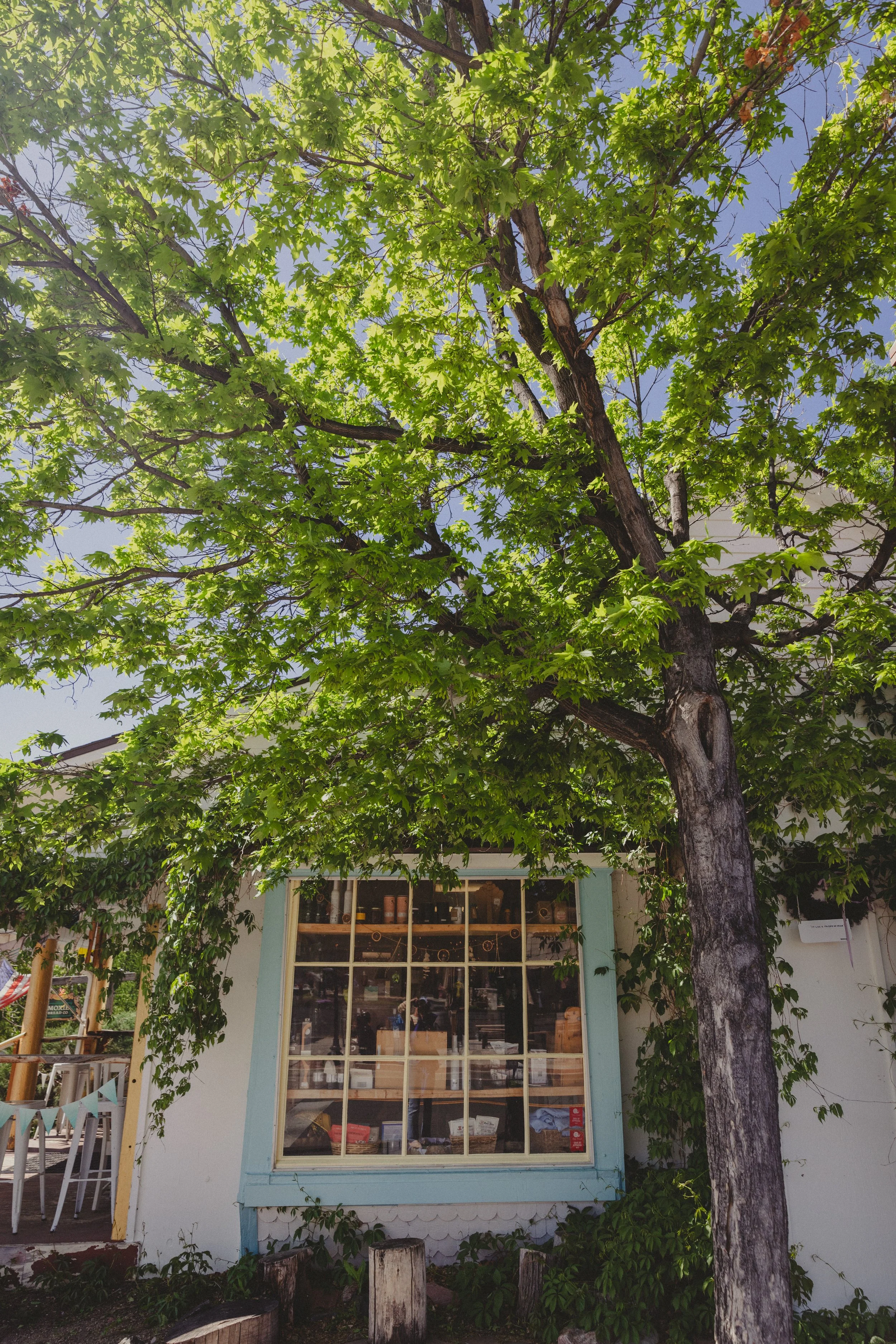 250520 - moxie birthday - bigheartfilm - 1.jpg