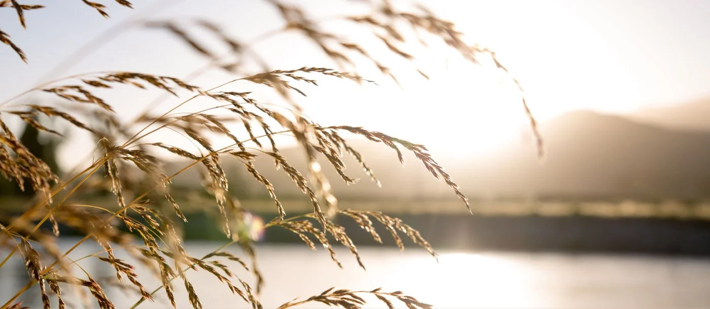 Hapū Elections 2026