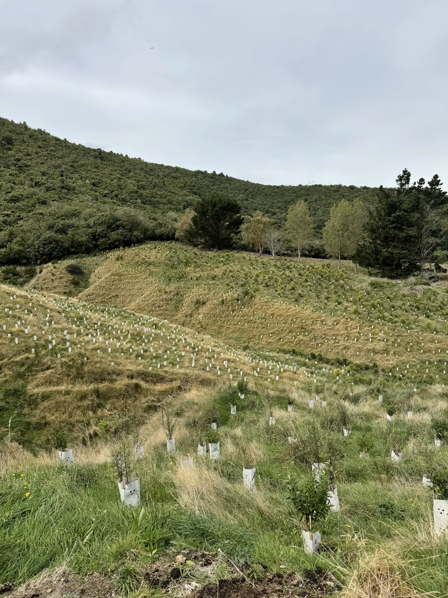 He Tipu natives have gone into the ground at sites across the Taupō rohe