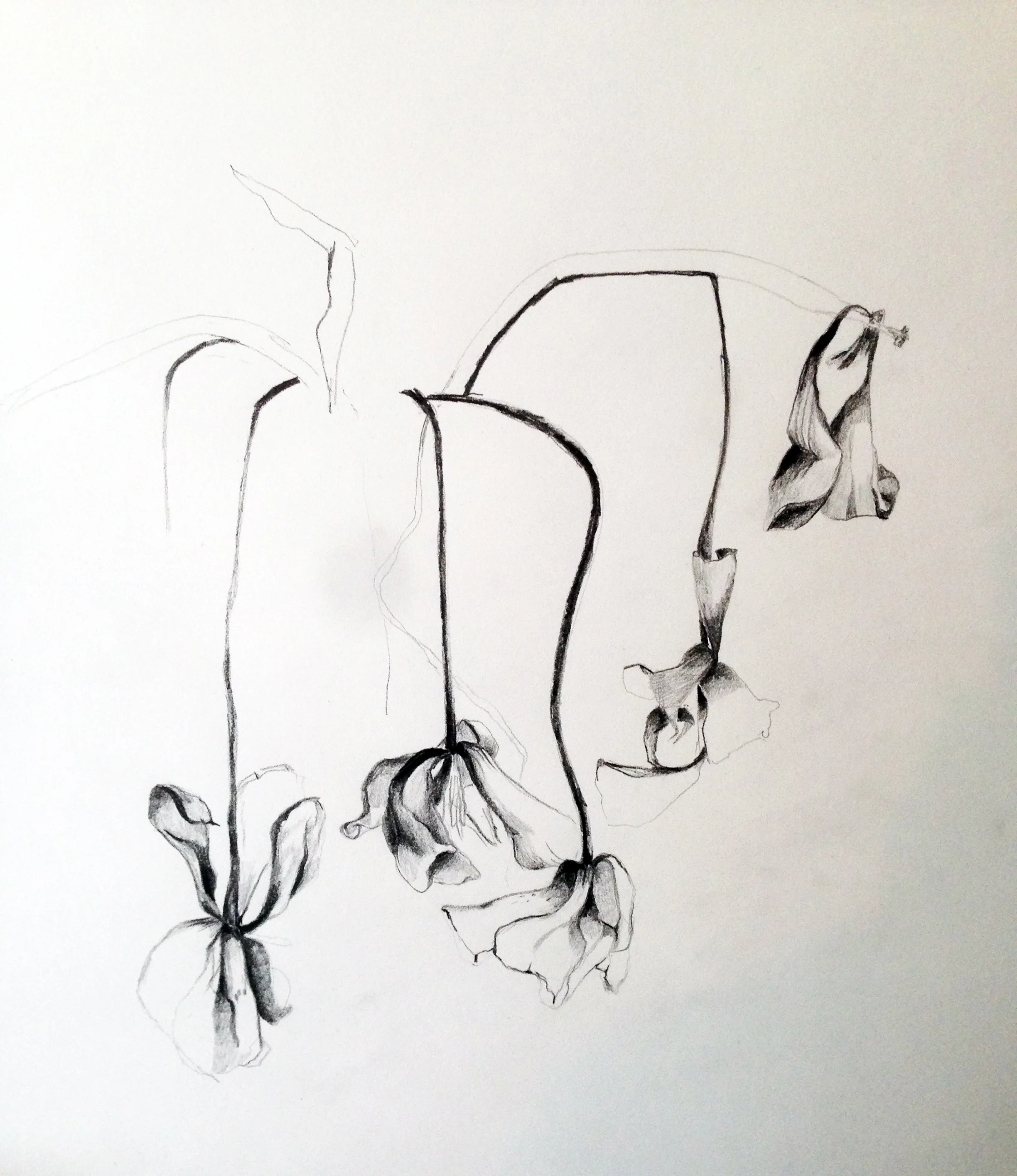 Dead flowers, pencil on paper 24 x 18”, 2015.