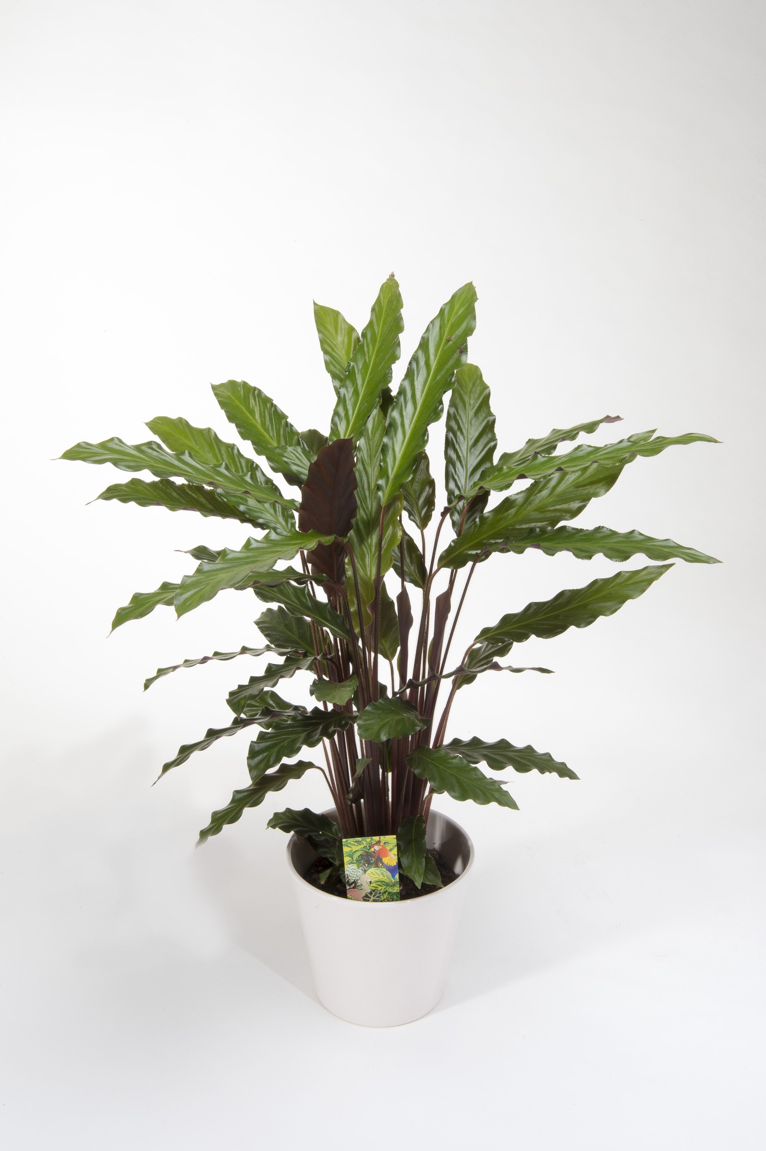 Plants - Air so pure -rufibarba.jpg