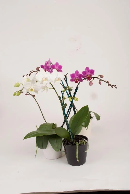 Plants - Orchids.jpg