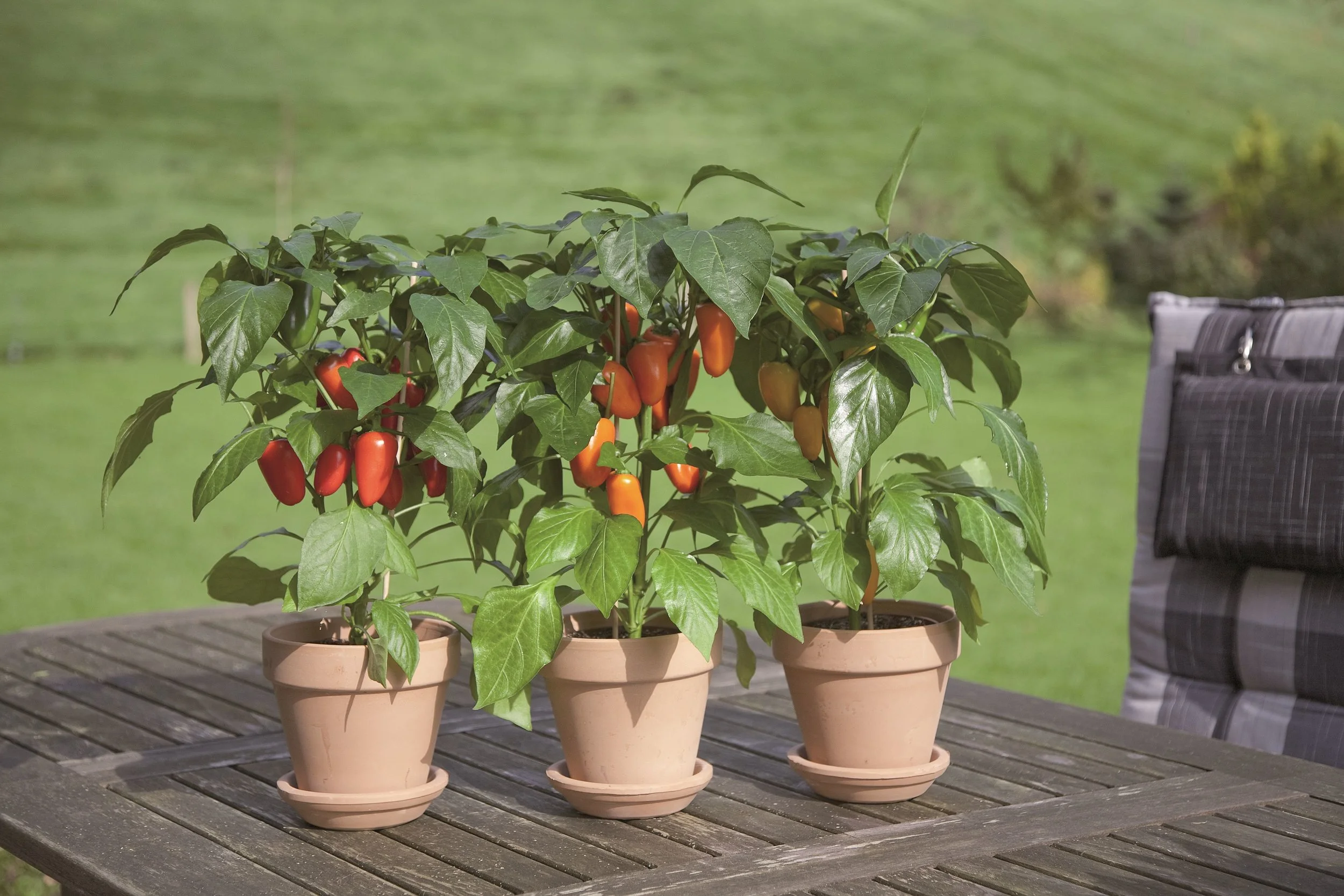 Plants - Editable capsicums.jpg