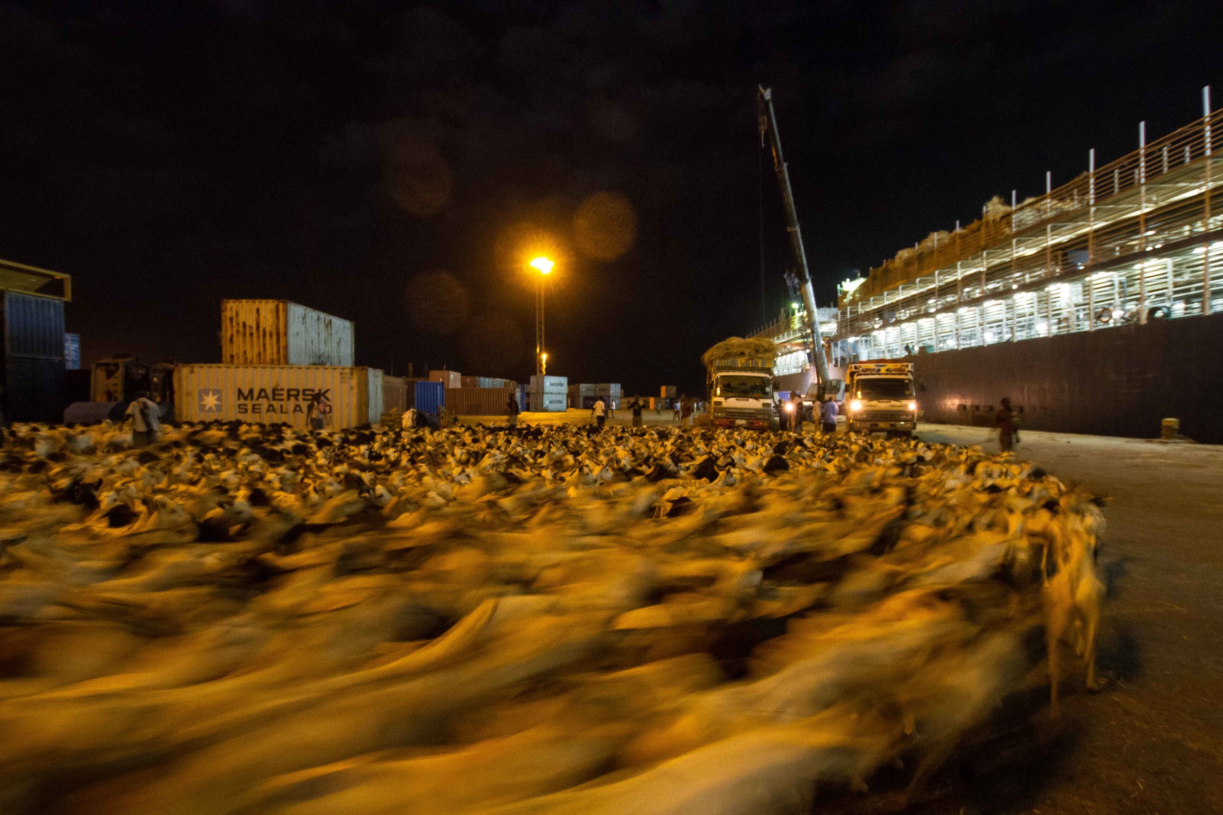 Livestock bound for Saudi Arabia and the Hajj from Somaliland's port of Berbera. 