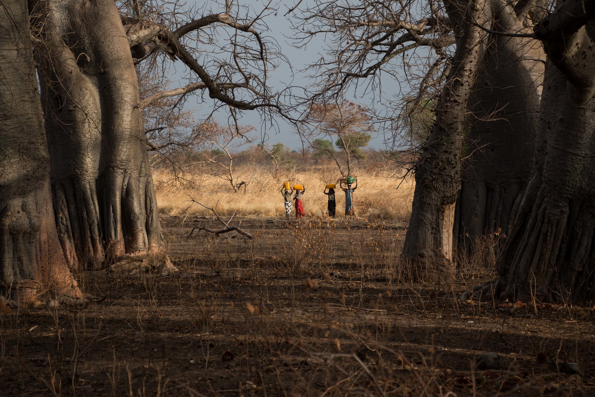 Women carry water through a baobab forest outside Tanfona, Blue Nile state, Sudan. 