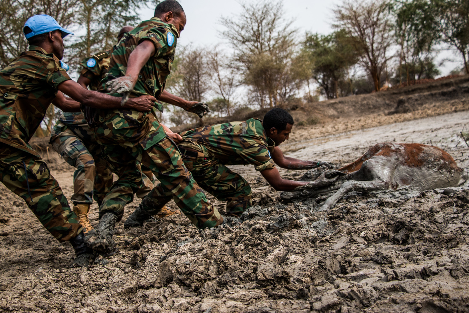 Ethiopian peacekeepers rescue calves trapped in gluey swamp mud in the bush around Abyei Town. Abyei is a disputed fist of land crushed between Sudan and South Sudan. Sudan refused to give up the territory because it has one of the country's only re