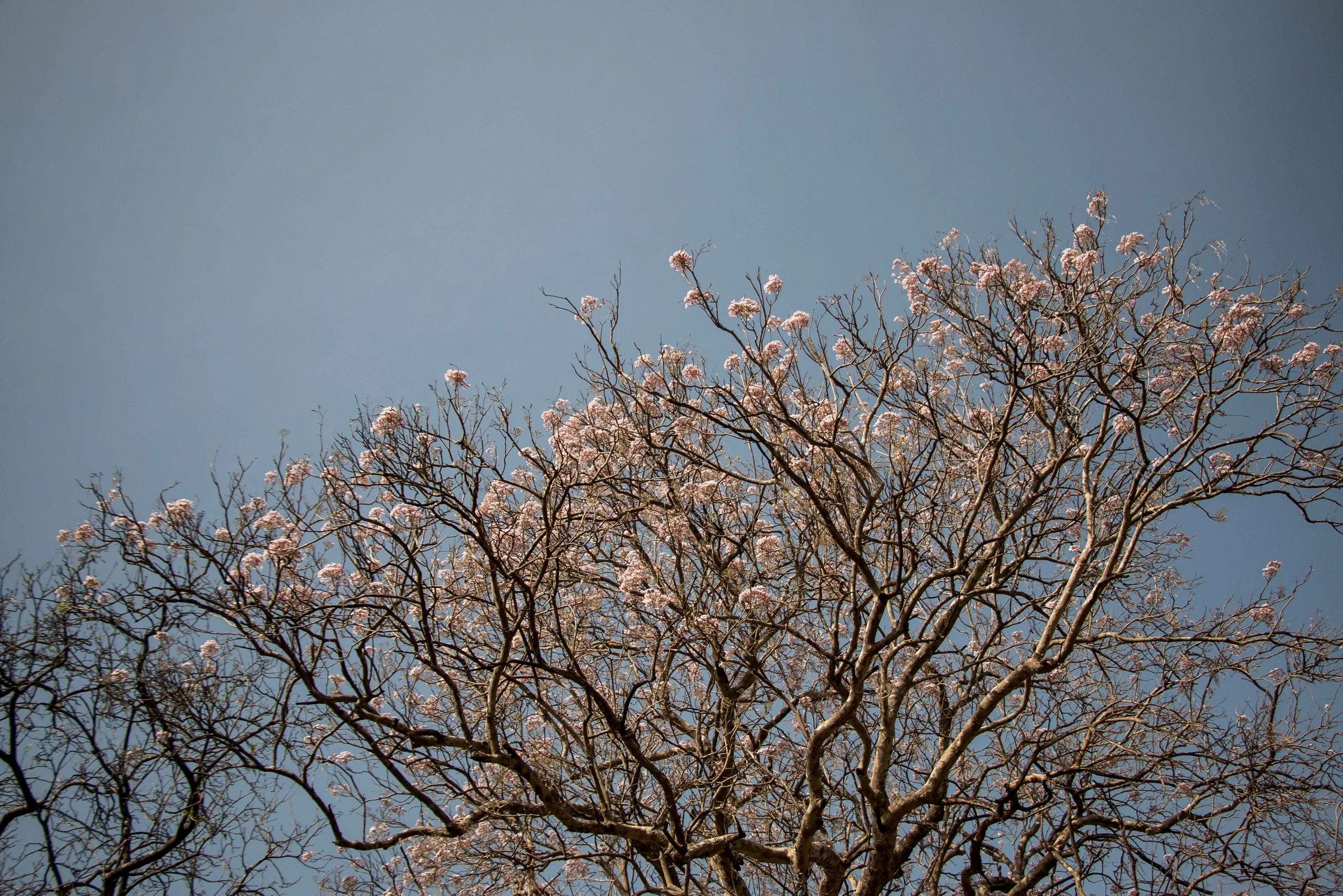 Refugees from Blue Nile are 'reluctant guests' in Maban