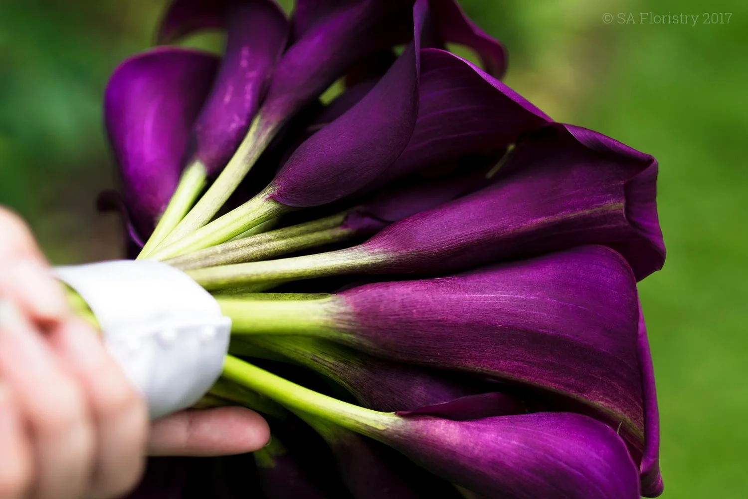 Calla lilies.jpg