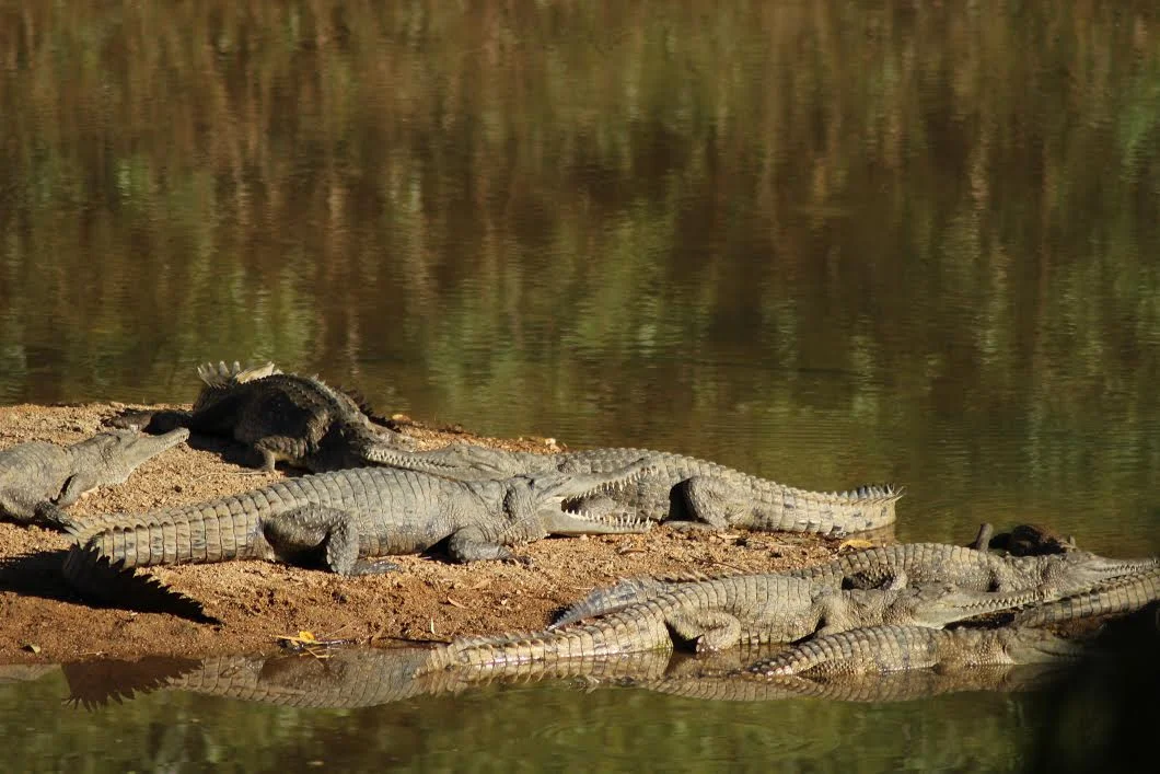 Freshwater crocs basking at Windjana