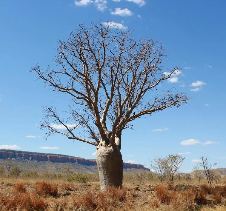 Boab trees on the Gibb River Road