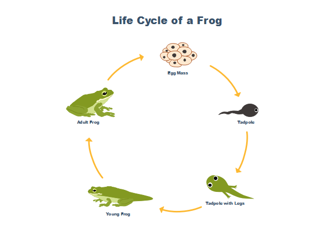 From Tadpole to Frog Life Cycles