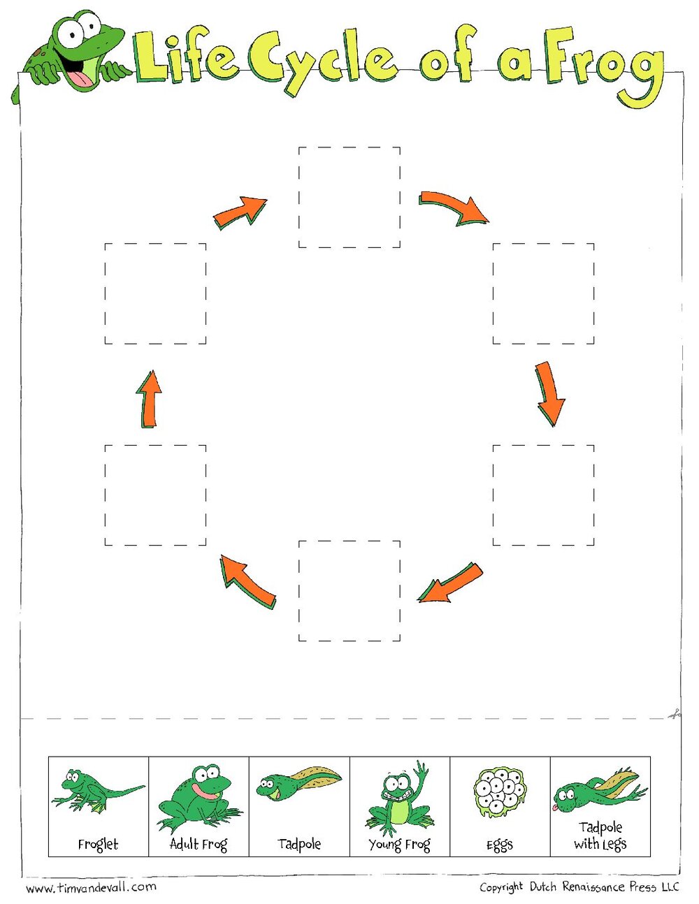 At-Home STEM Activities: Life Cycle of a Frog — McAuliffe-Shepard Pertaining To Frog Life Cycle Worksheet