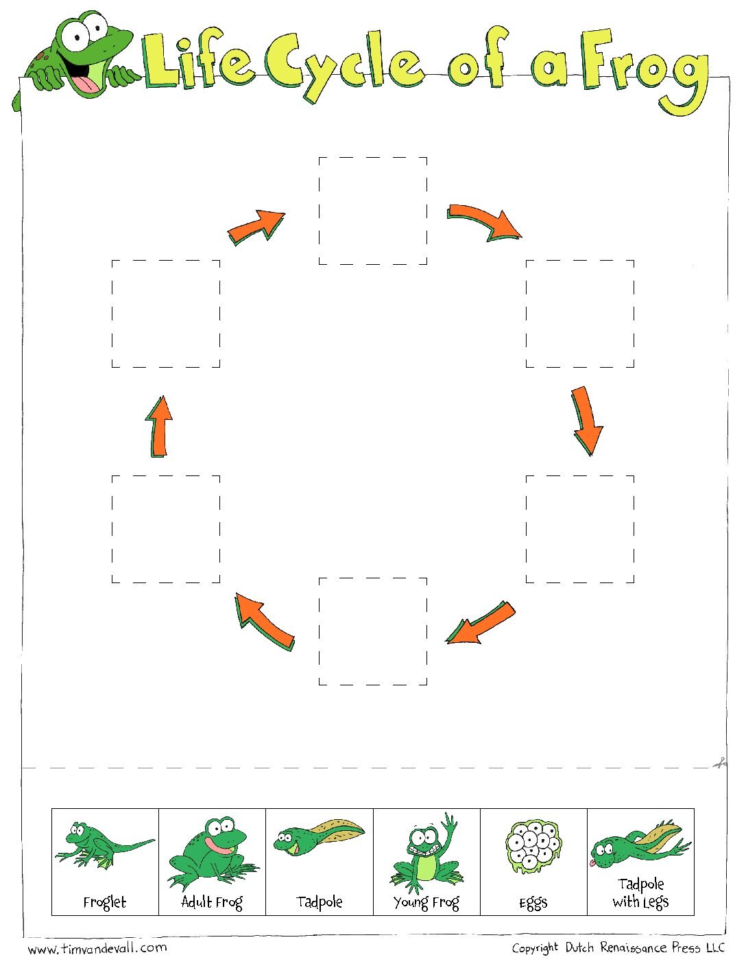 Frogs Life Cycle Worksheet