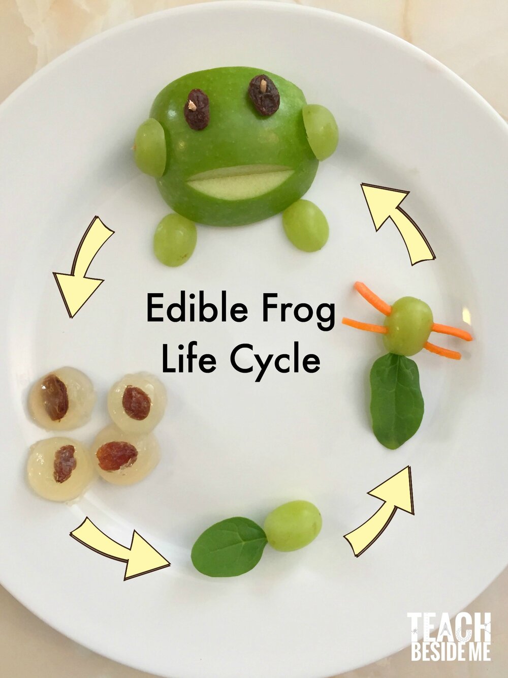 At-Home STEM Activities: Life Cycle of a Frog — McAuliffe-Shepard Intended For Frog Life Cycle Worksheet