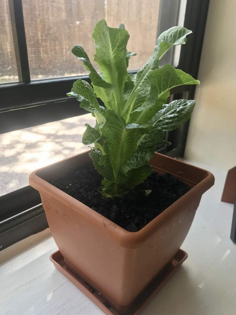 Sunday Funday Grow Your Romaine Lettuce From Scraps Mcauliffe Shepard Discovery Center