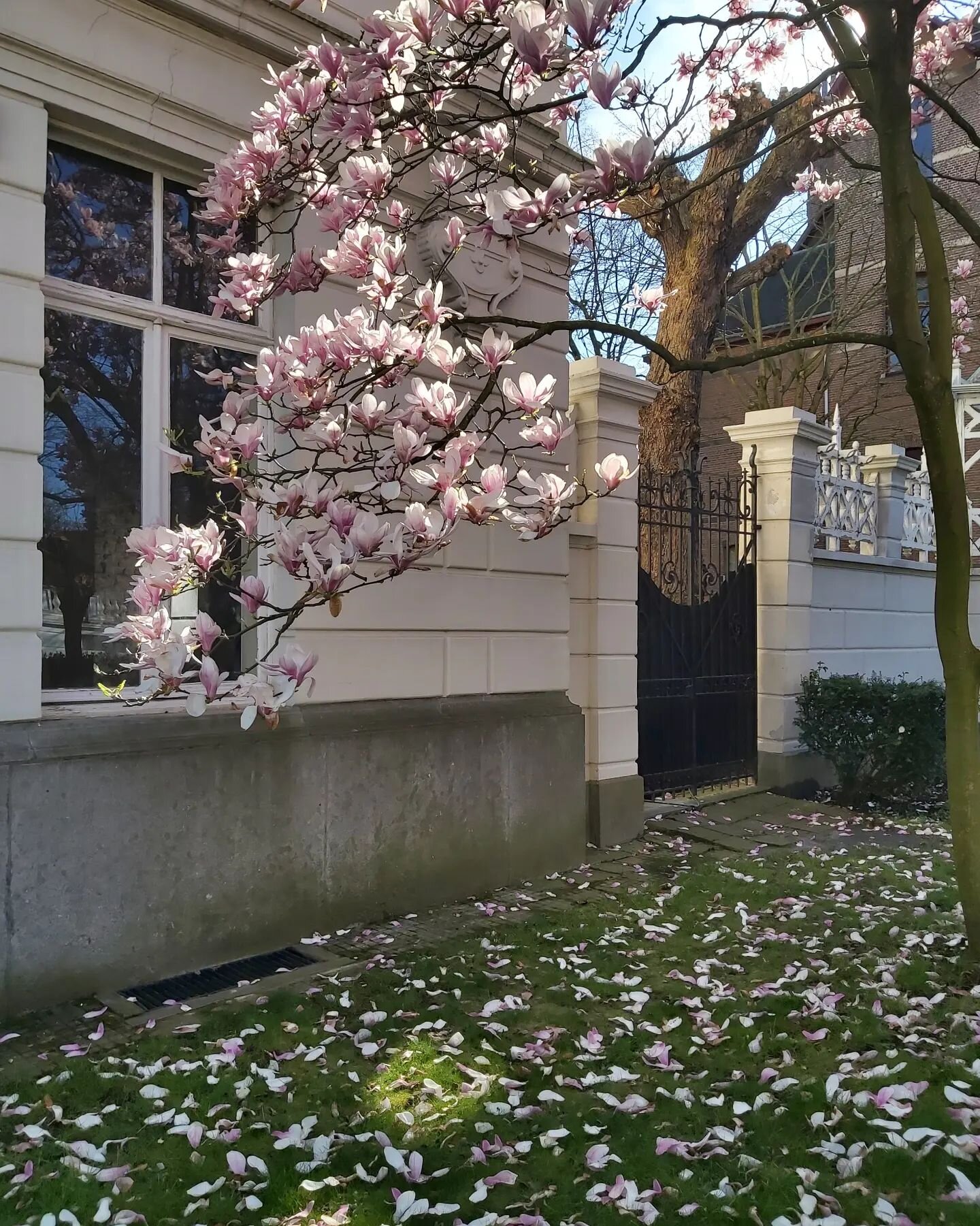 Finally spring ...
.
.
.
.
#magnolia #zurenborg #antwerp #magnoliatree #spring