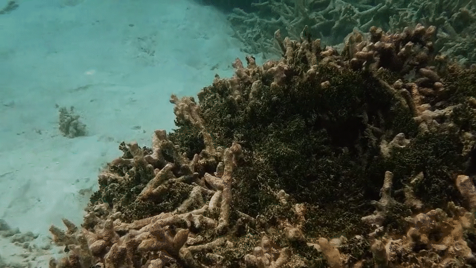 WWF - Coral Reefs.gif