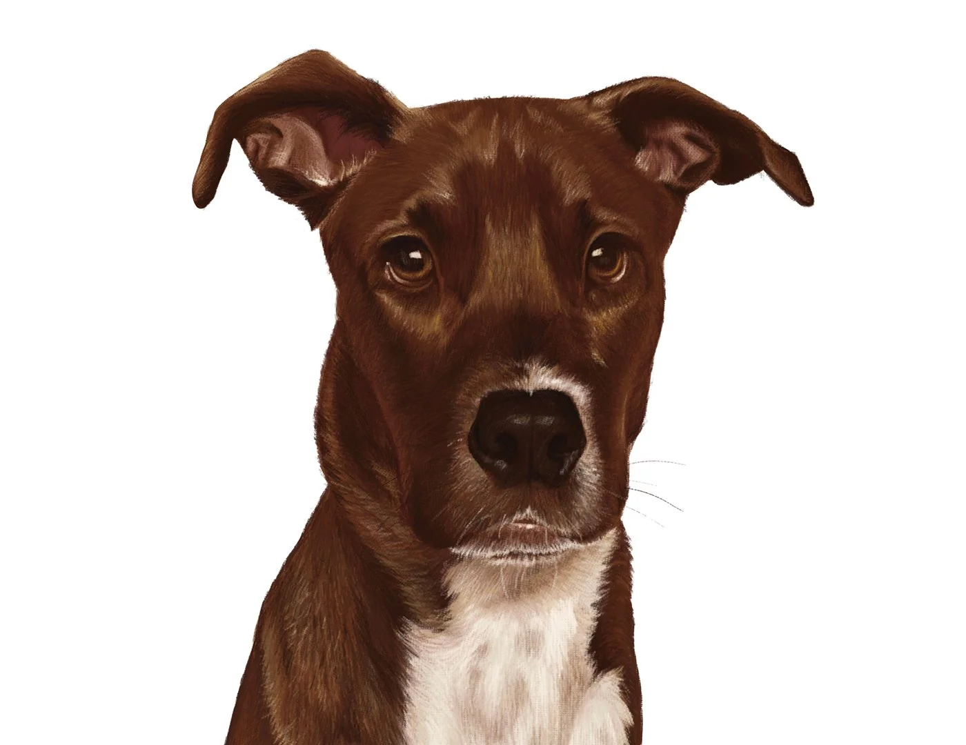 Fine Art & Illustration