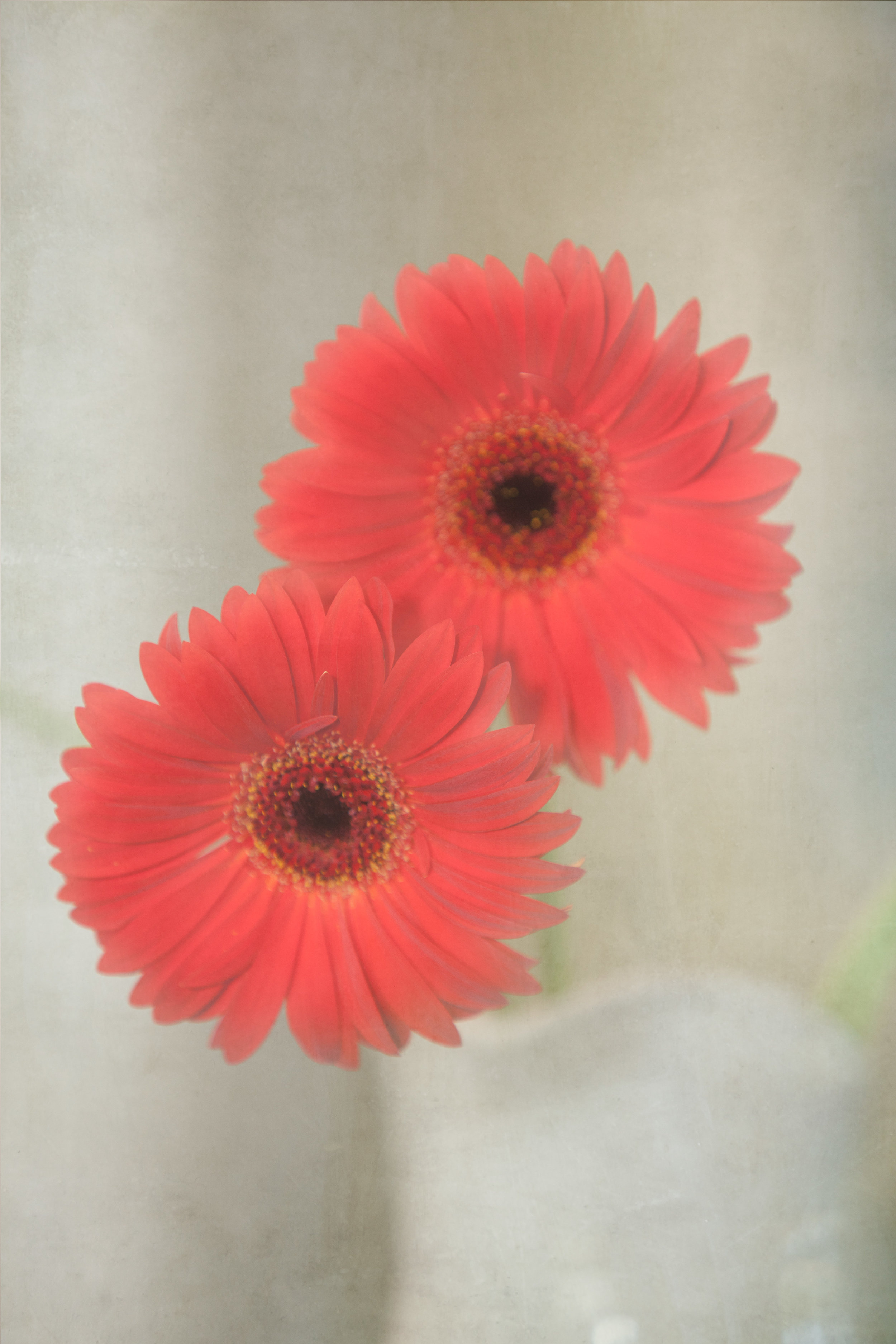 Gerbera in Vase