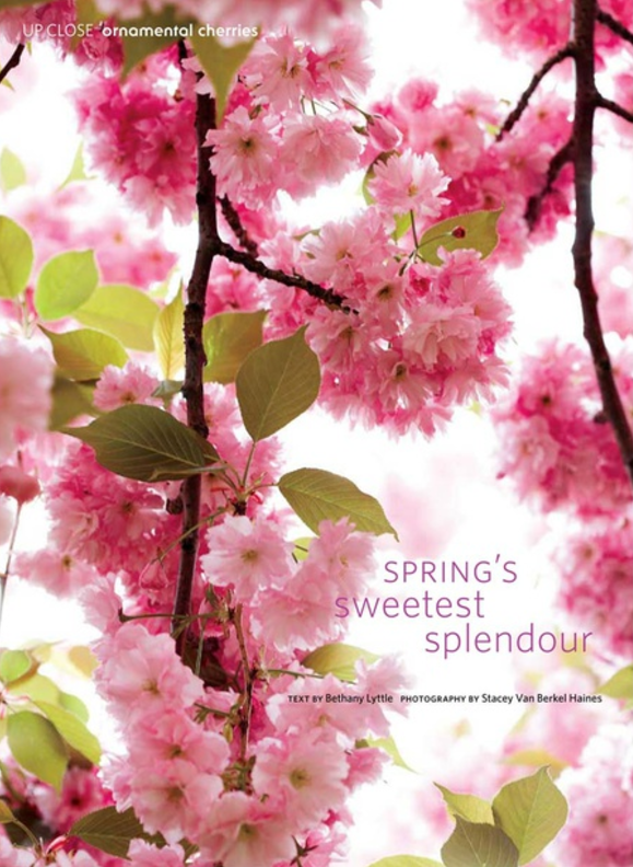 canadian gardening | cherry blossoms