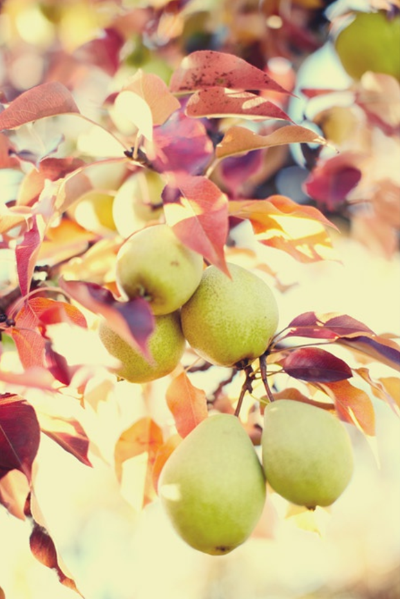 pear orchard