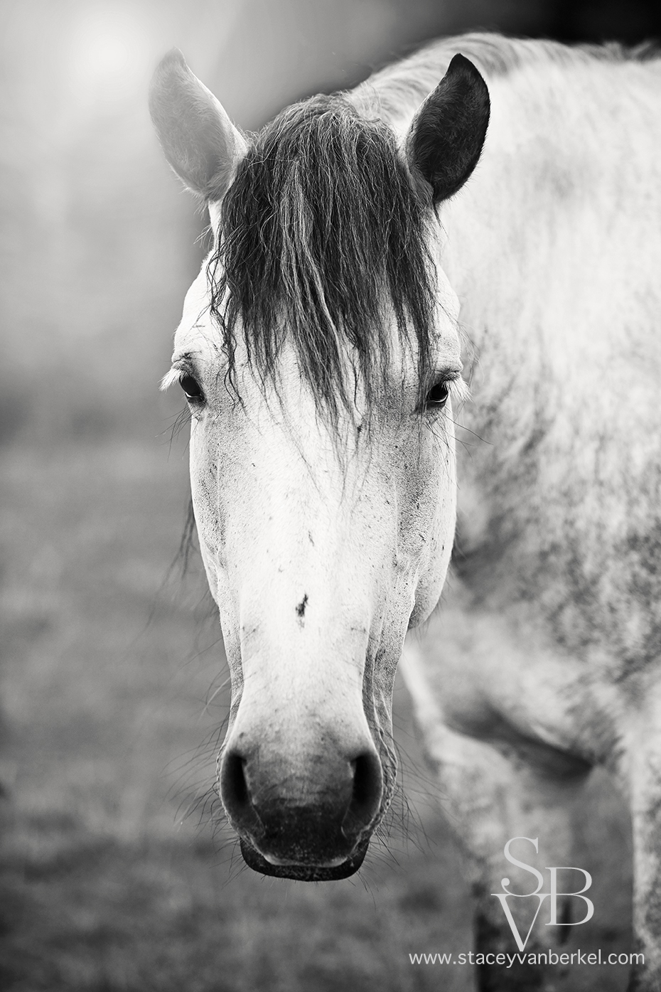 2015_0726_Brontê_032f3_bw.jpg