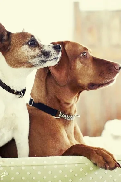 for the love of... rescuing pedro