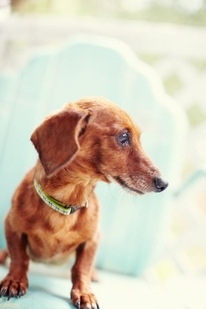 for the love of... rescuing reuben