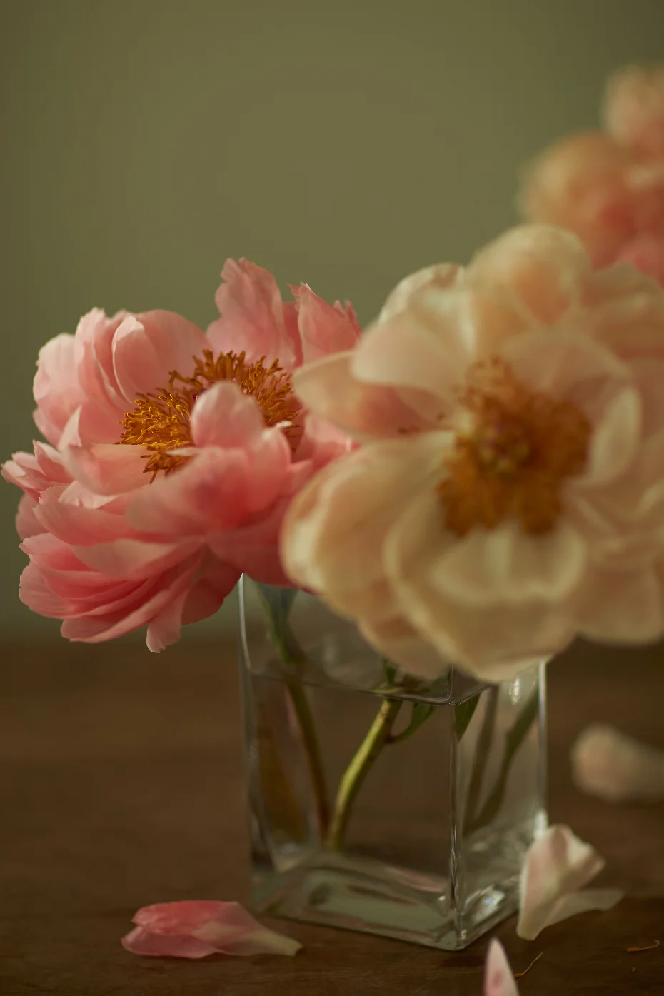 PEONIES IV