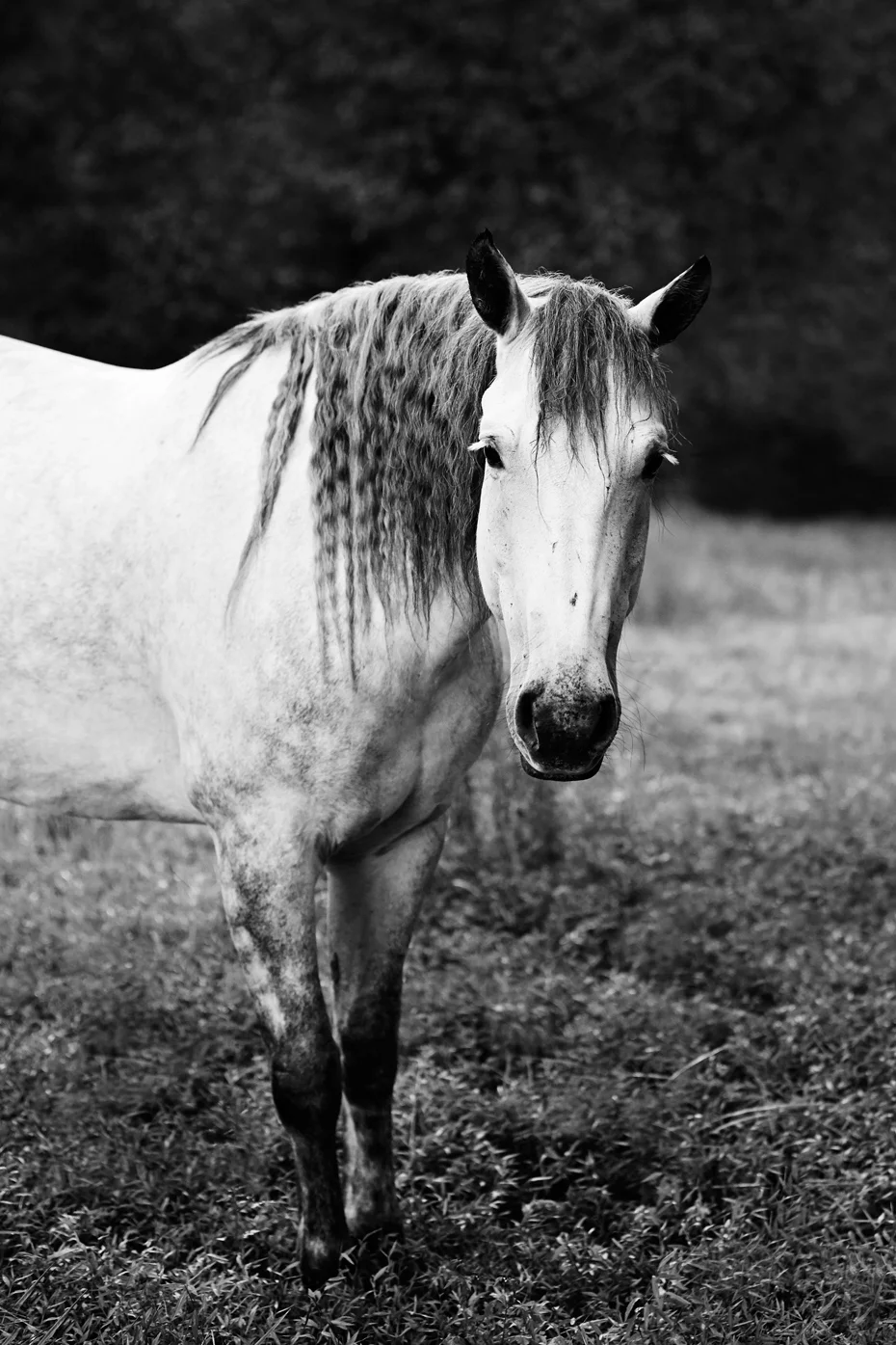 BRÈAGHA BRONTË LIMITED EDITION