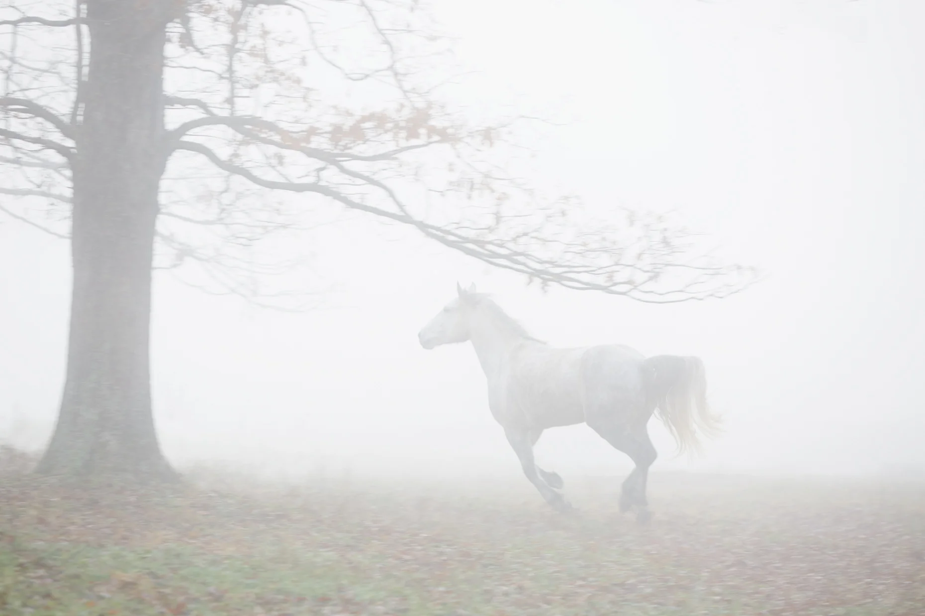 MY DREAM LIMITED EDITION