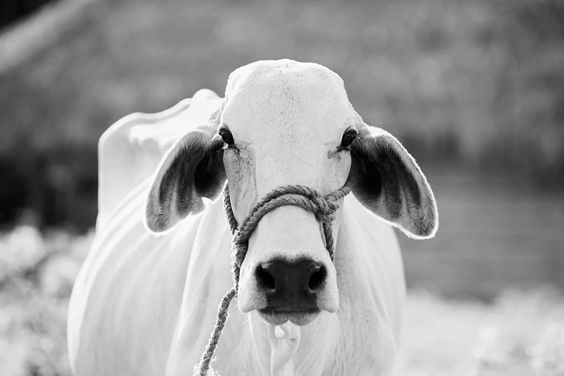 BRAHMAN LIMITED EDITION