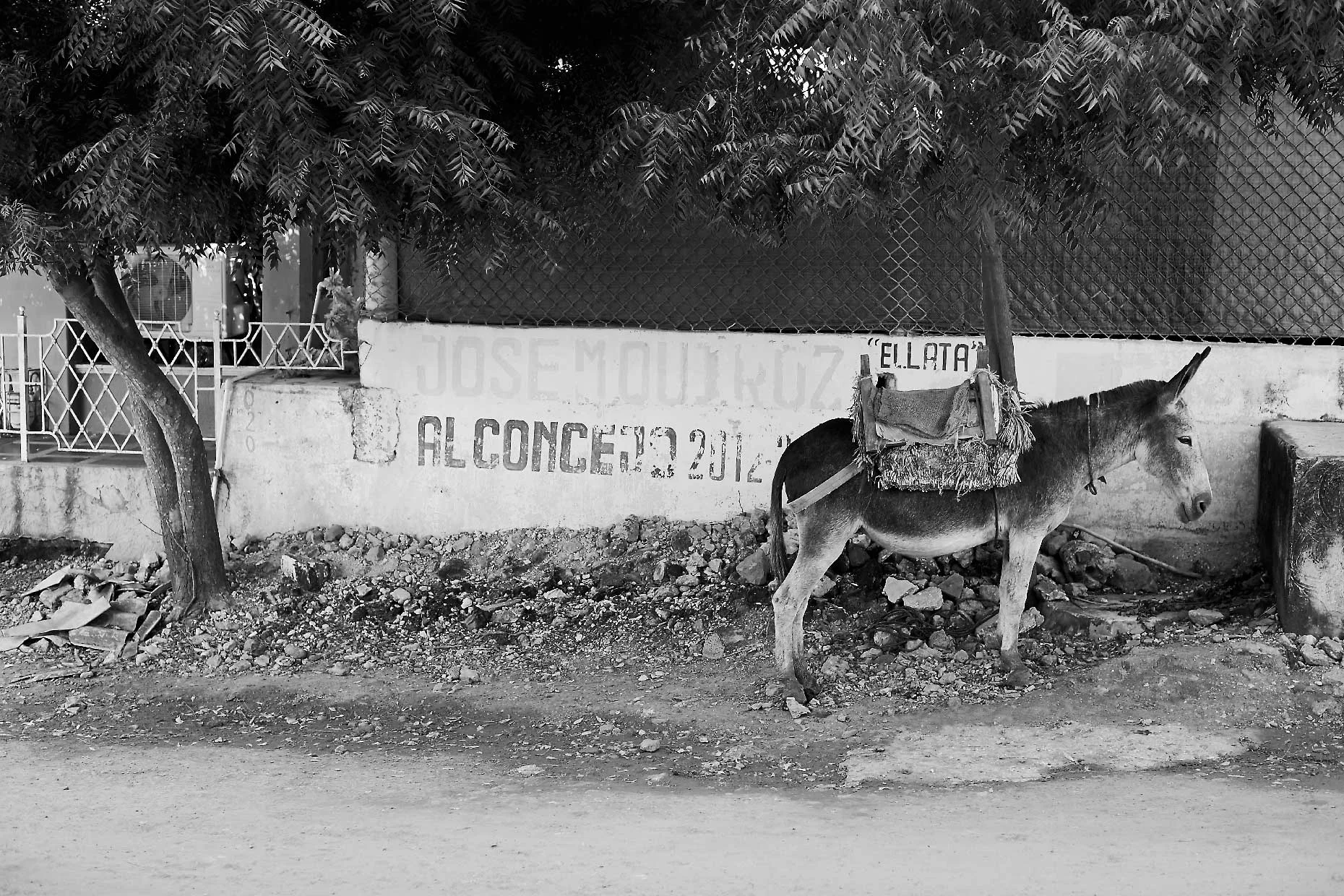 SIESTA LIMITED EDITION