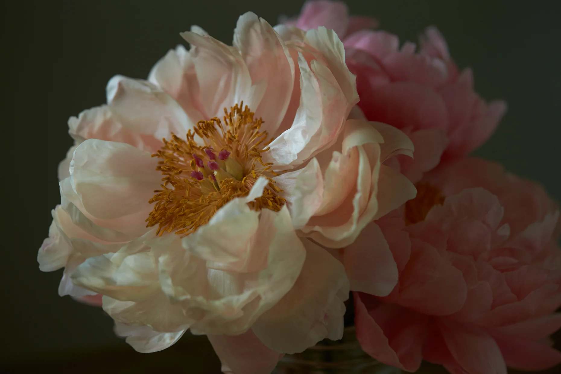 PEONIES III
