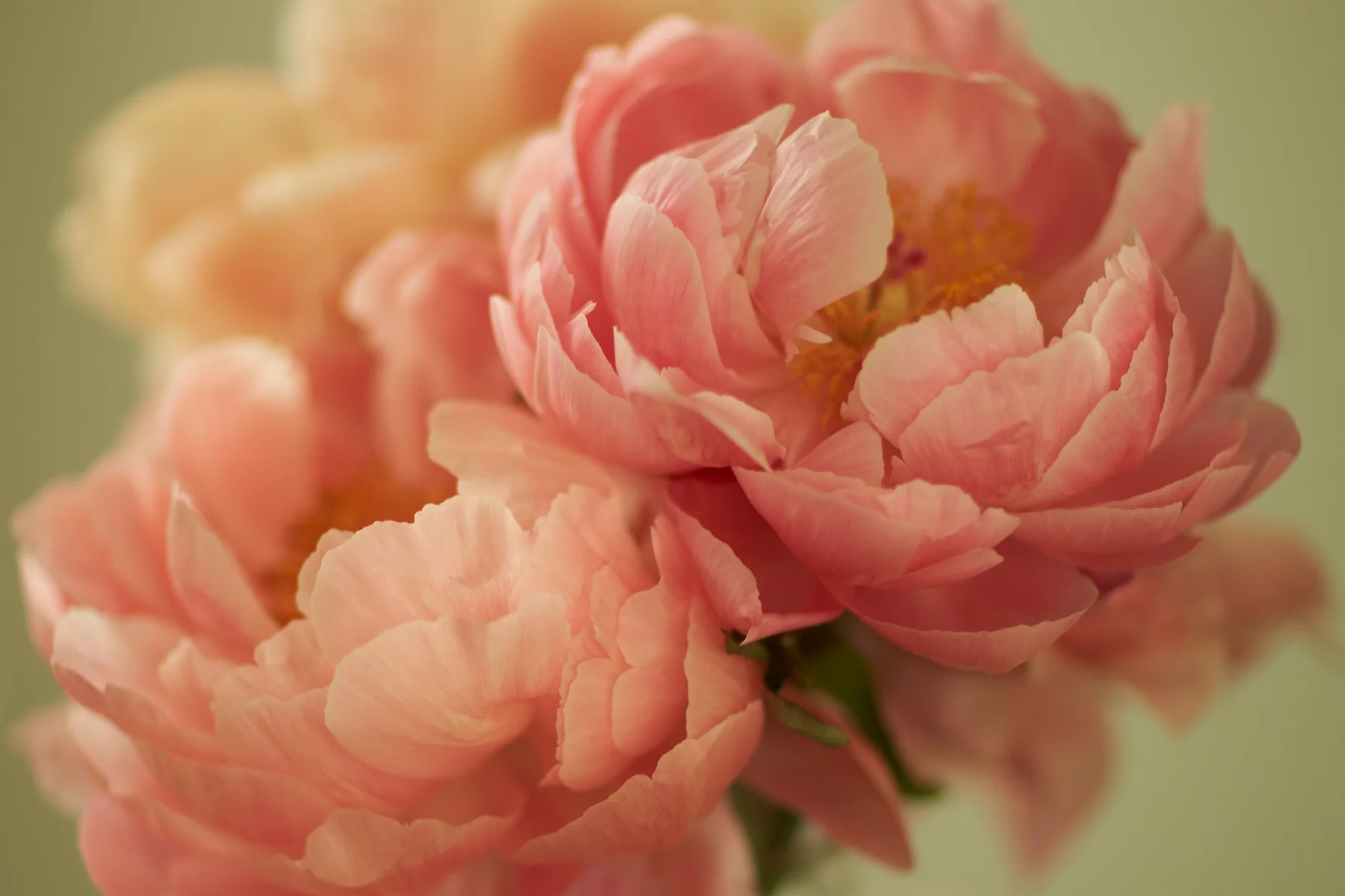 PEONIES V