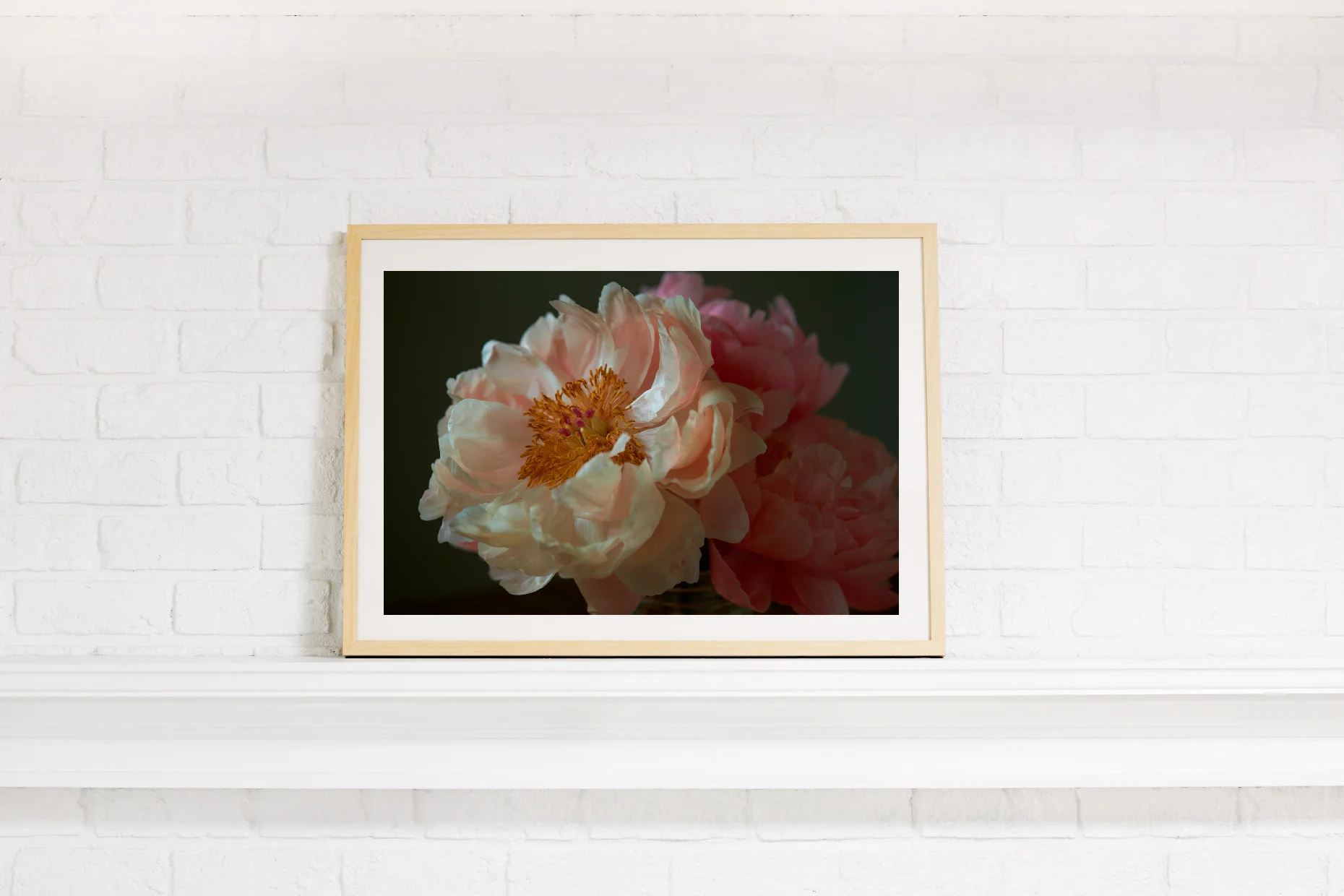 peonie_1.jpg