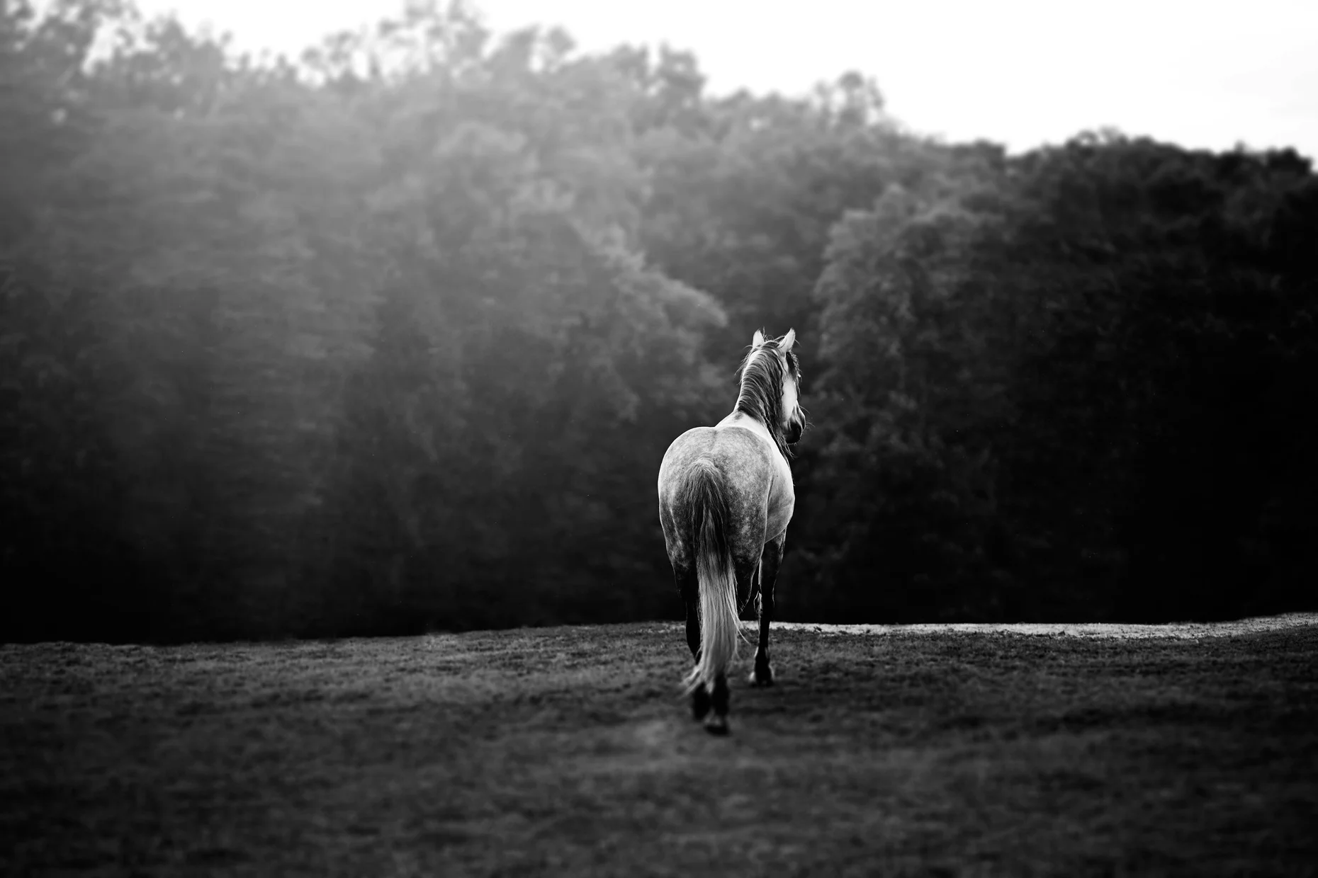 3_2015_0726_Brontê_039f3_WEB.jpg