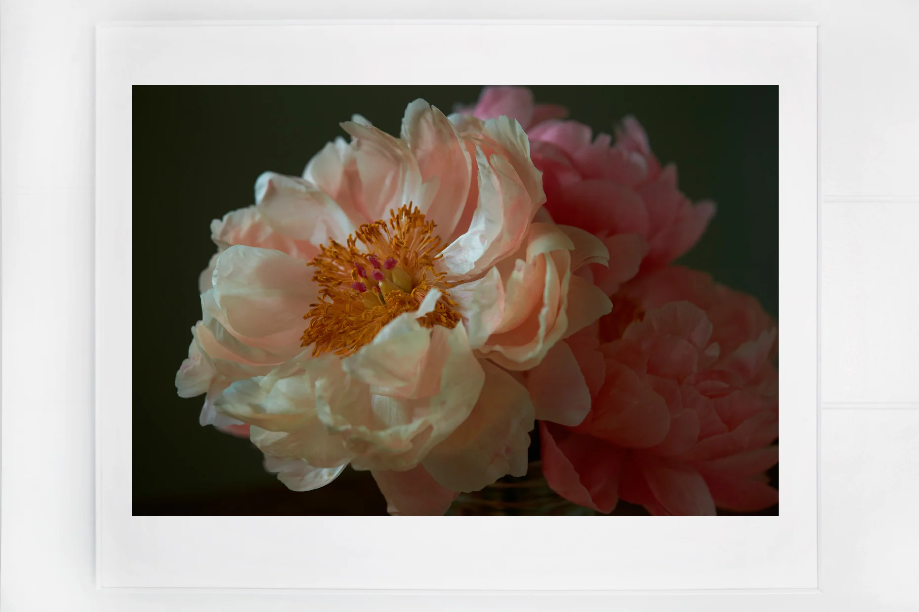 peonie_2.jpg