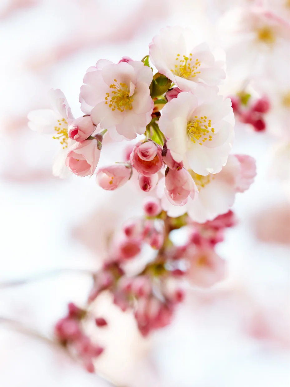 CHERRY BLOSSOMS I