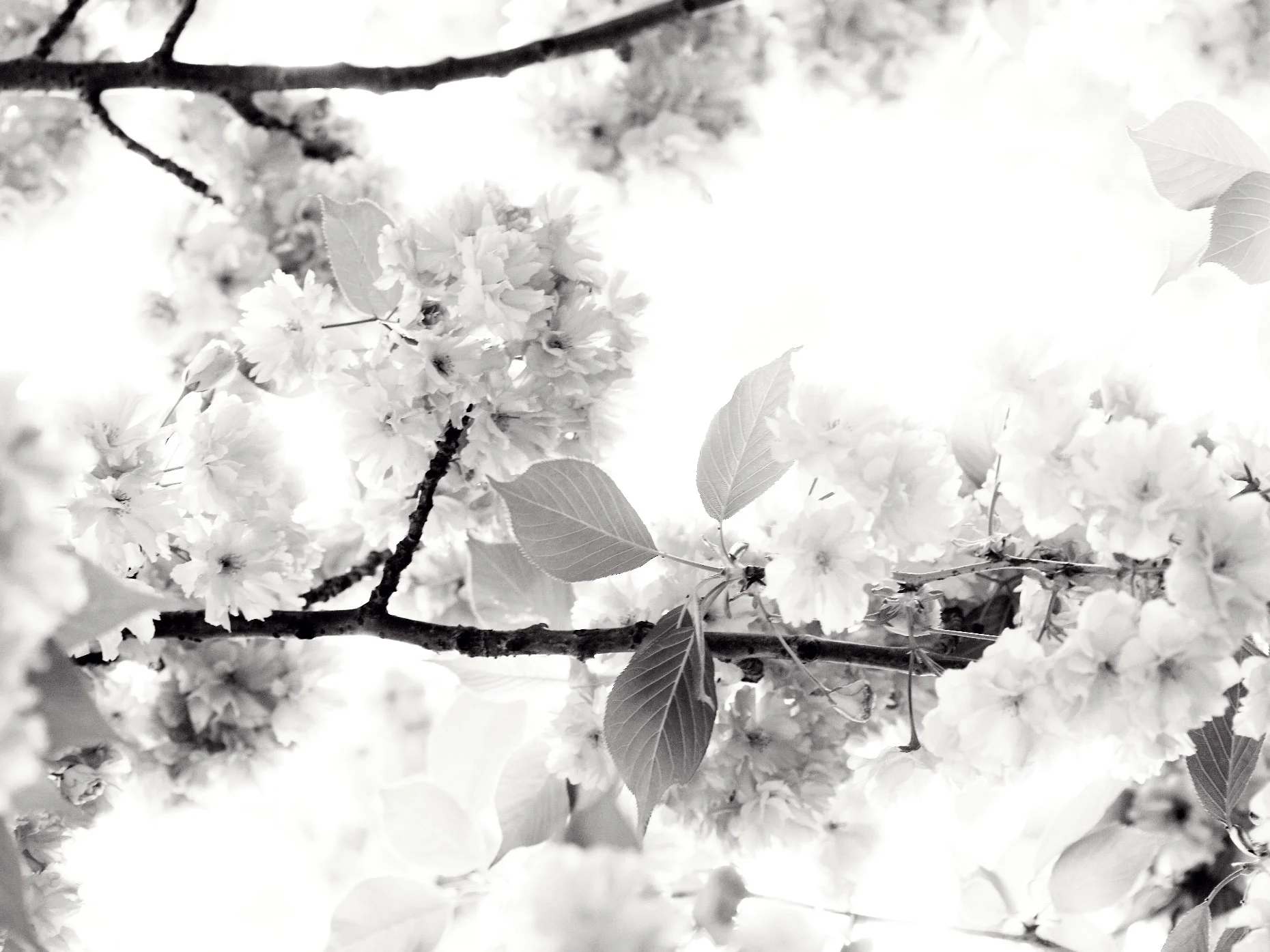 CHERRY BLOSSOMS VI