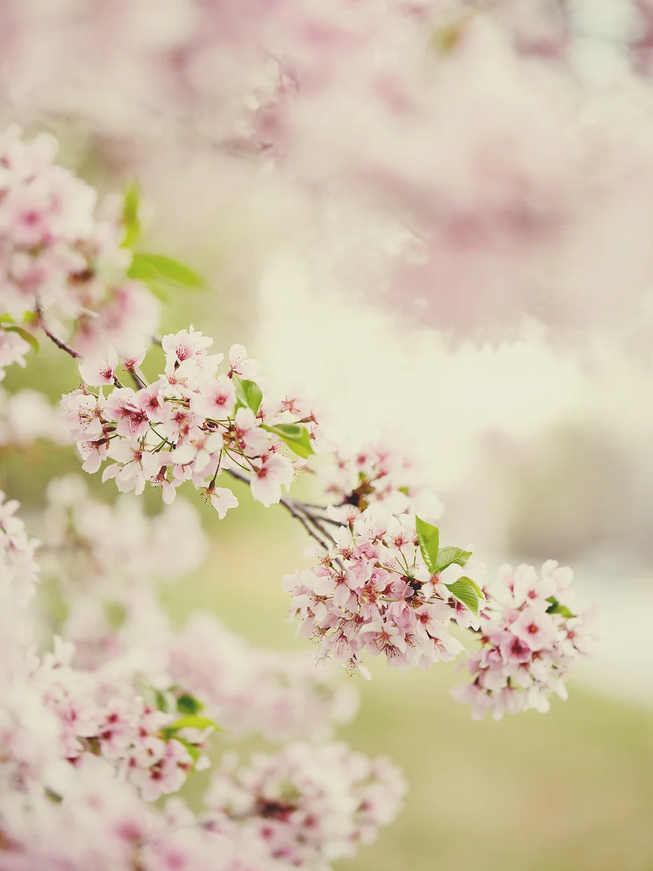 CHERRY BLOSSOMS V
