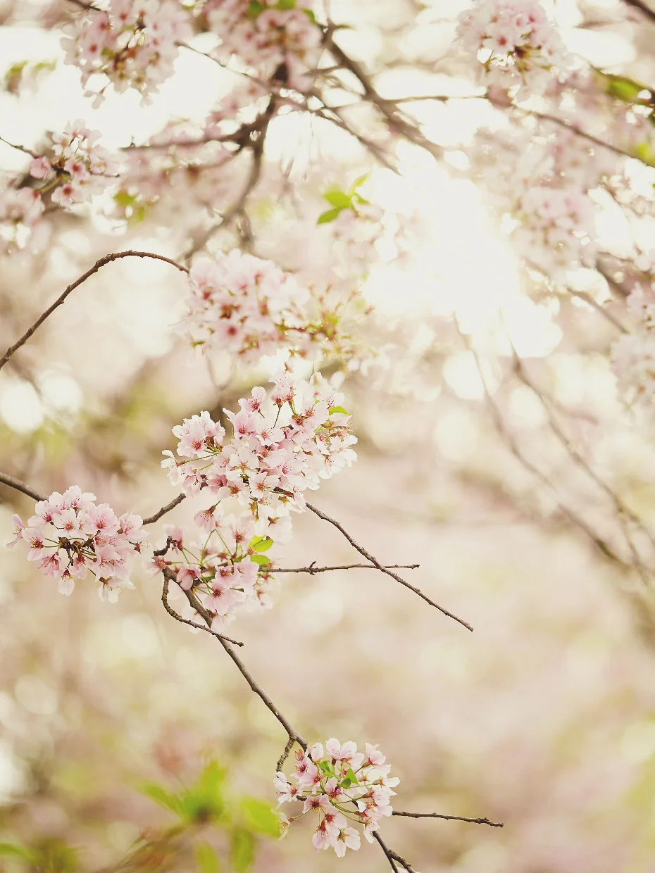 CHERRY BLOSSOMS VII
