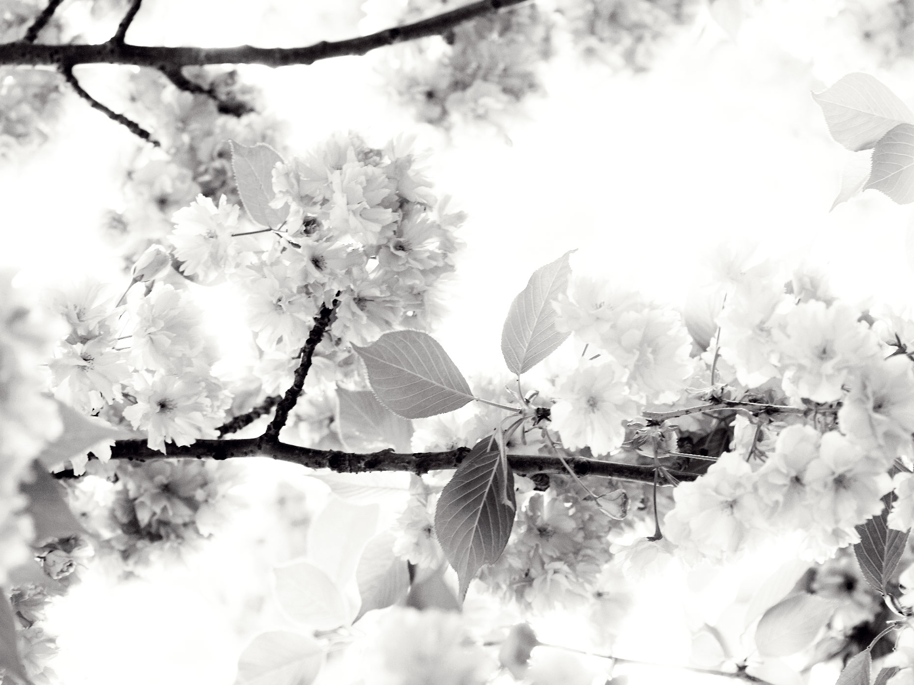 050108_CherryBlossoms_033F_BW_WEB.jpg